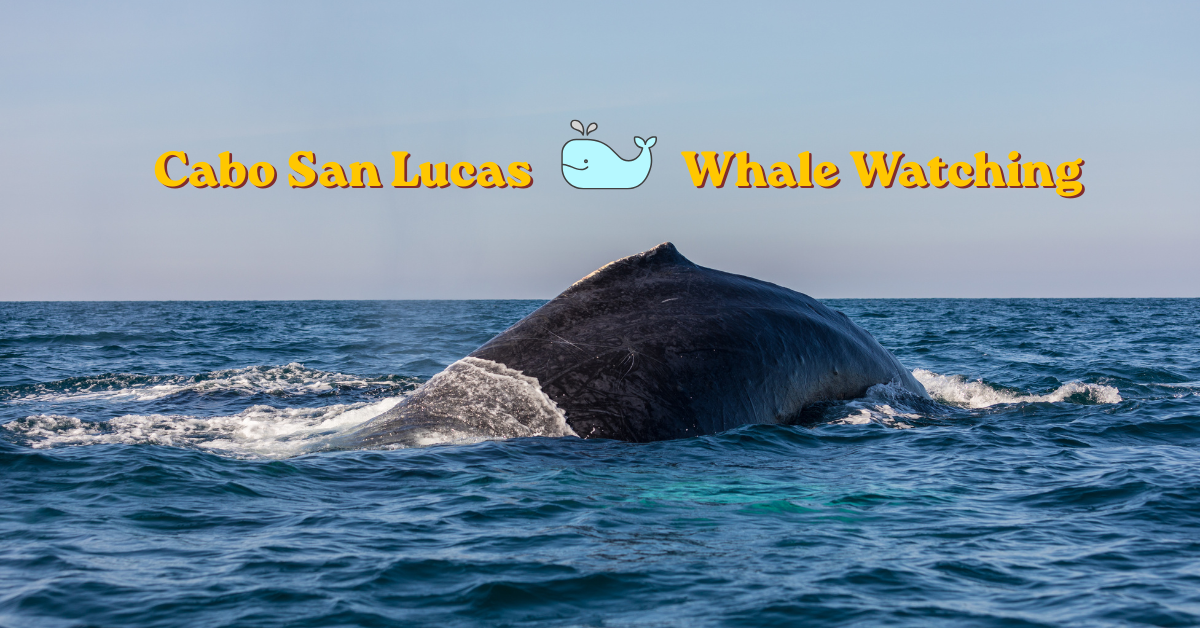 Cabo San Lucas Whale Watching